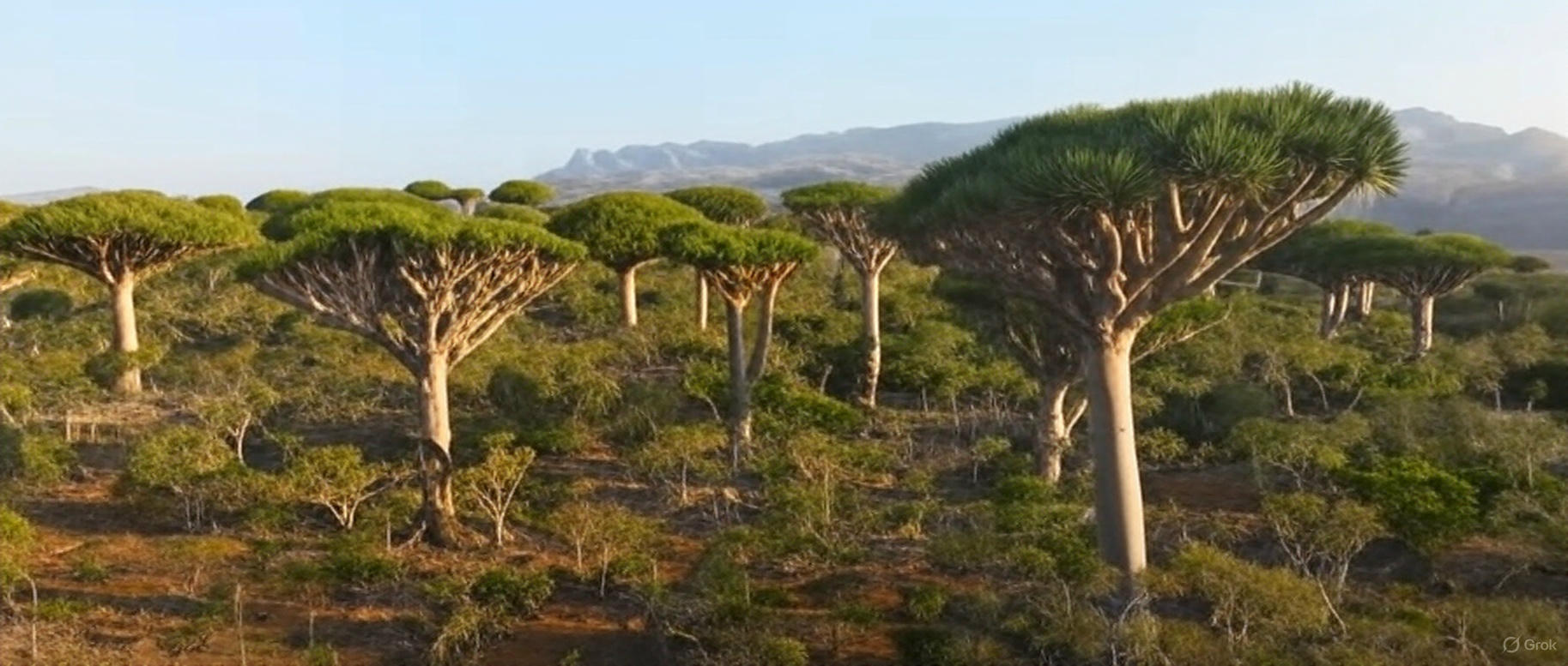 예멘 소코트라섬의 용혈수 숲
